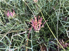 Grevillea angustiloba