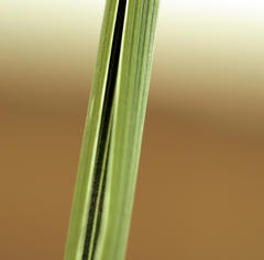 Moraea polystachya