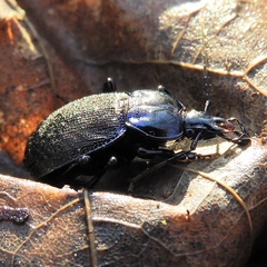 Sphaeroderus stenostomus