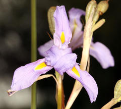 Moraea polystachya