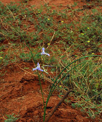 Moraea polystachya