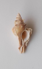 Pterochelus triformis image