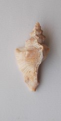 Pterochelus triformis