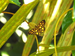 Odina hieroglyphica ortina
