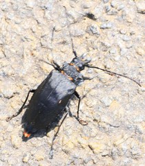 Priotyrannus mordax