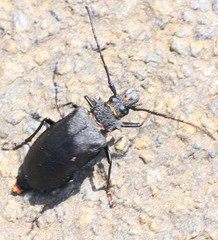 Priotyrannus mordax