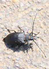 Priotyrannus mordax