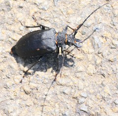 Priotyrannus mordax