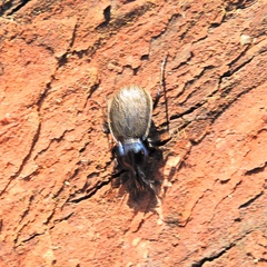Sphaeroderus stenostomus