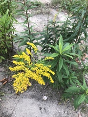 Solidago