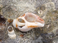 Pterochelus triformis