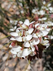 Polygala wittebergensis
