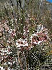 Polygala wittebergensis