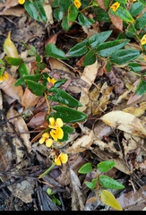 Platylobium parviflorum