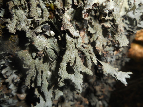 Parmelia submontana Hale