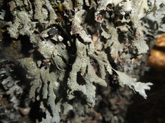 Parmelia submontana