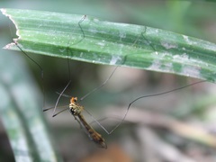 Nephrotoma flavipalpis