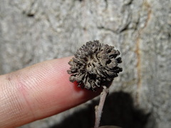 Andricus grossulariae