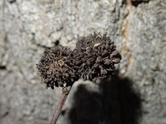 Andricus grossulariae