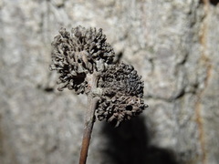 Andricus grossulariae