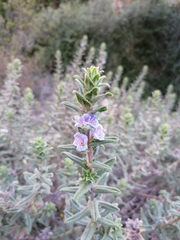 Lobostemon argenteus