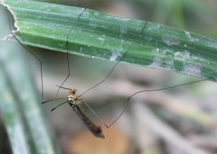 Nephrotoma flavipalpis