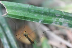 Nephrotoma flavipalpis