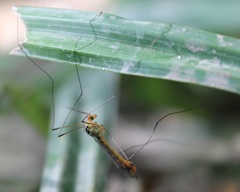 Nephrotoma flavipalpis