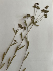 Euphorbia microcarpa