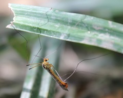Nephrotoma flavipalpis
