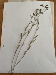 Euphorbia microcarpa