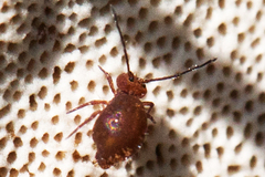 Ptenothrix unicolor