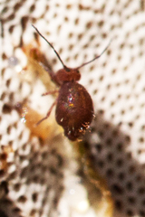 Ptenothrix unicolor