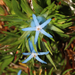 Andersonia pinaster - Photo (c) robert davis, algunos derechos reservados (CC BY-NC), subido por robert davis