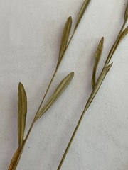 Euphorbia microcarpa