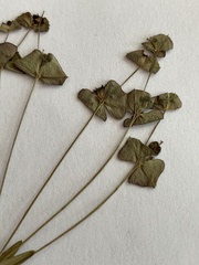 Euphorbia microcarpa