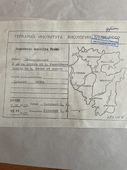 Euphorbia microcarpa