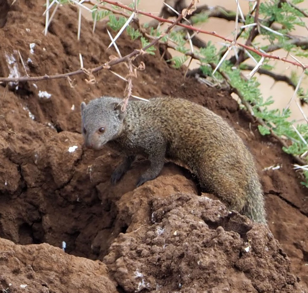Ethiopian Dwarf Mongoose