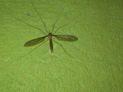 Holorusia