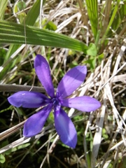 Babiana angustifolia