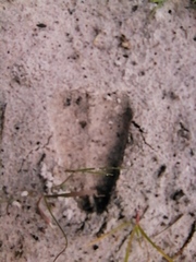 Sylvicapra grimmia