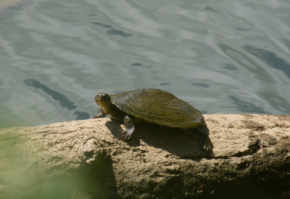 Mary River Turtle in November 2015 by Gavin Goodyear · iNaturalist