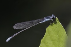 Acanthagrion quadratum