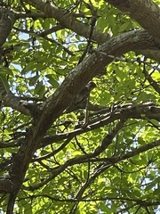 Chloropicus fuscescens