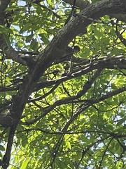 Chloropicus fuscescens