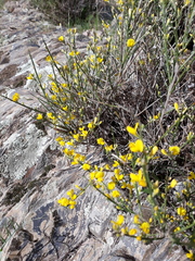 Genista polyanthos