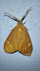 Cyclosia latipennis