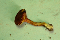Tylopilus leucomycelinus image