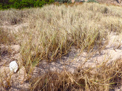 Spinifex
