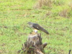 Aviceda cuculoides verreauxii